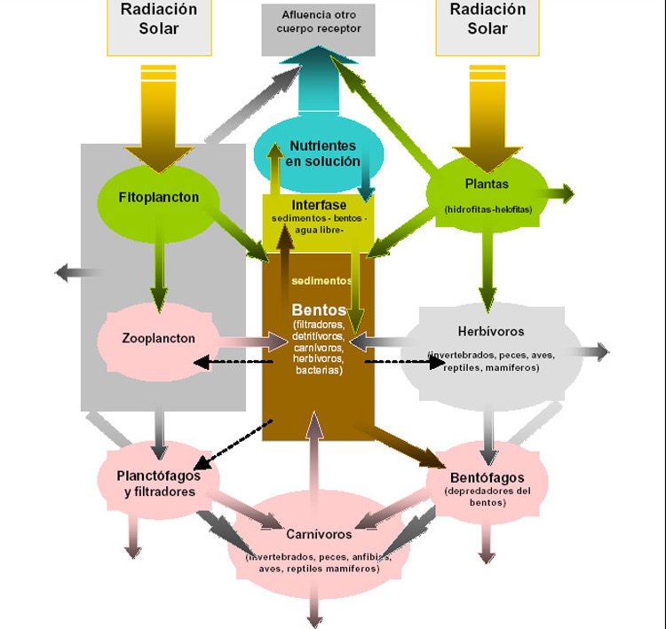 circulacion de la energia